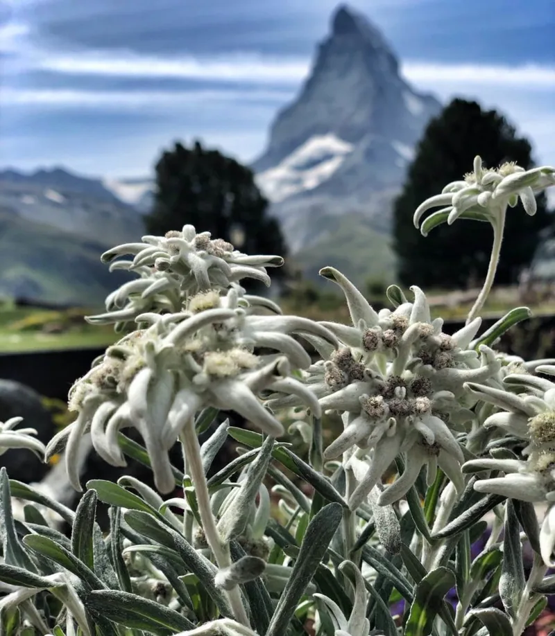 Riffelalp Resort 2222m, Zermatt