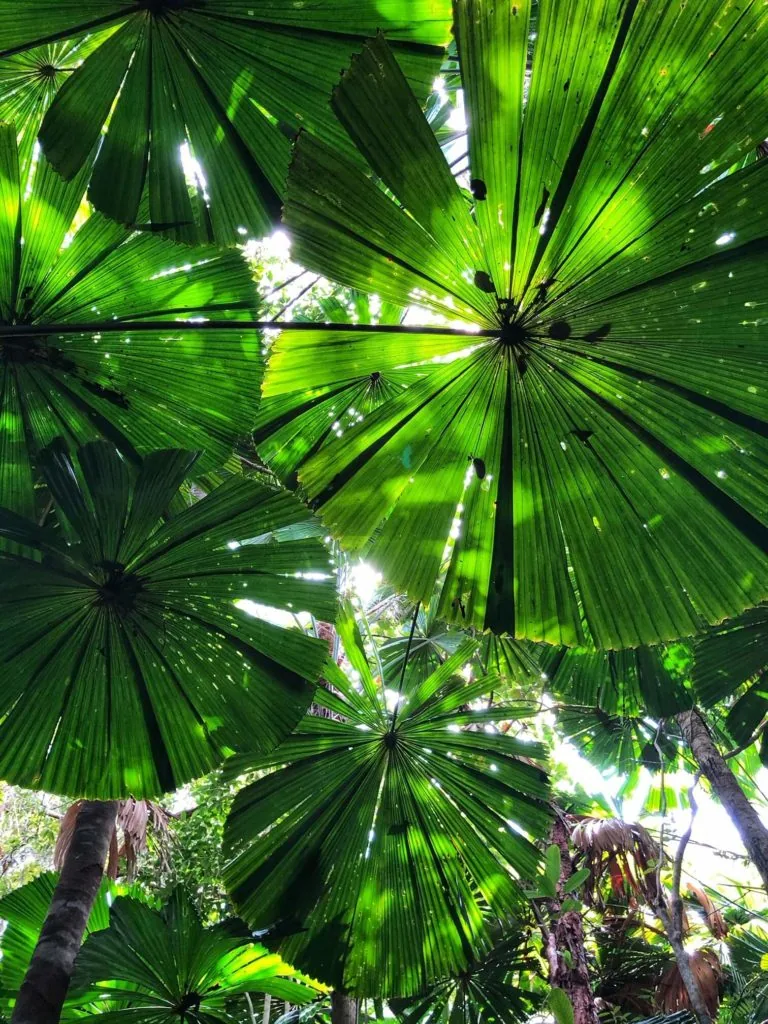 Thala Beach Nature Reserve, Port Douglas