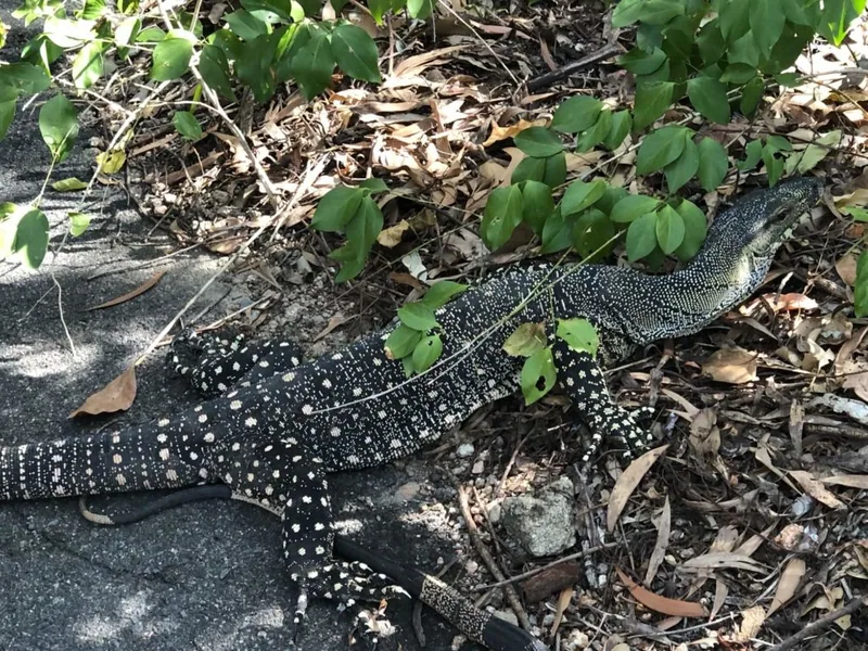 Thala Beach Nature Reserve, Port Douglas