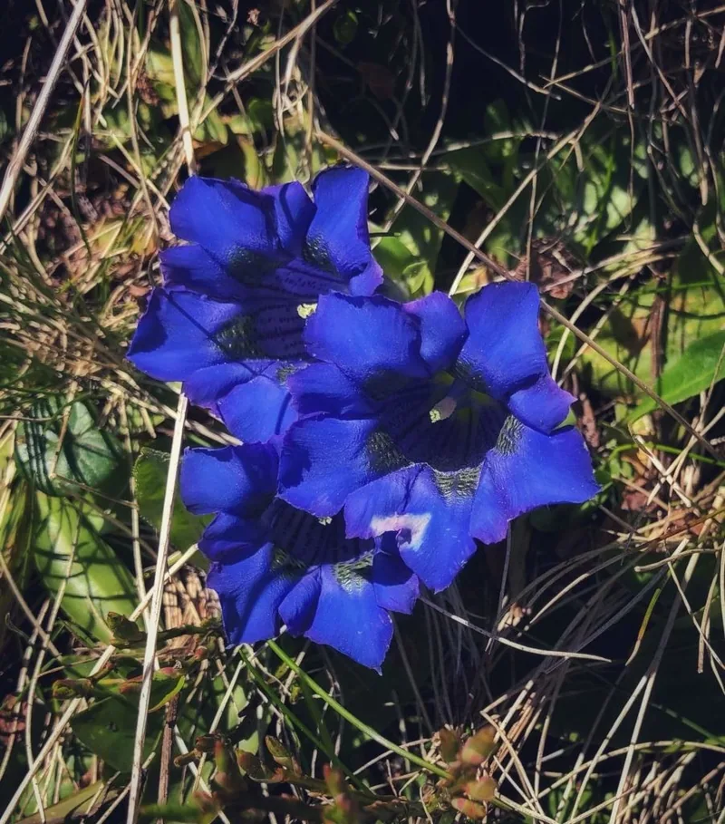 WIESERGUT, Saalbach-Hinterglemm