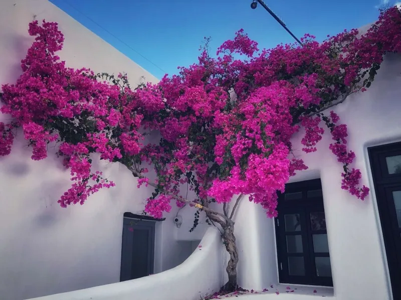 Semeli Hotel, Mykonos