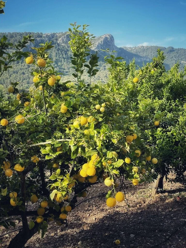Hotel Son Brull, Mallorca