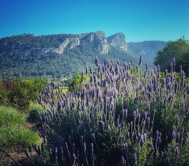 Hotel Son Brull, Mallorca