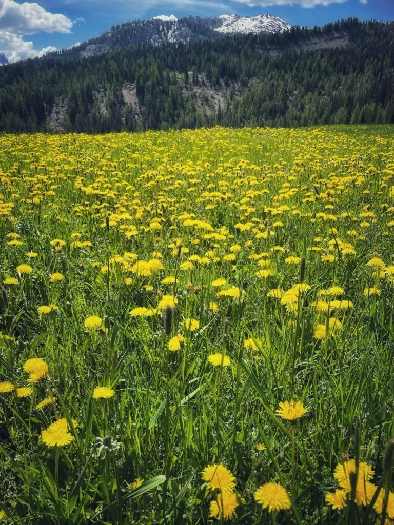 Fanes Dolomiti Wellness Hotel, San Cassiano