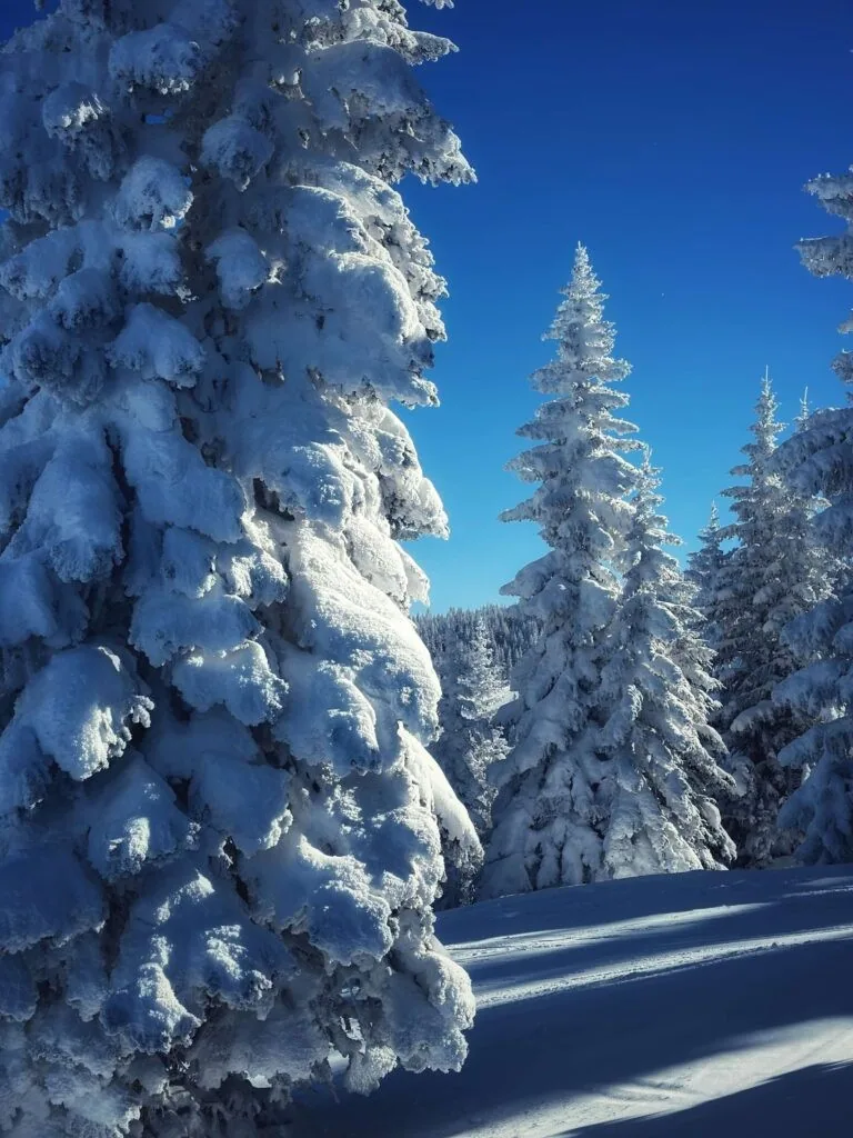 Sonnenalp Hotel, Vail