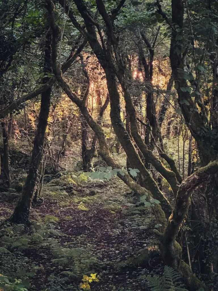 Fernwood Farm, Clifden