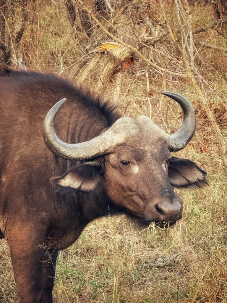 Kapama Karula, Südafrika