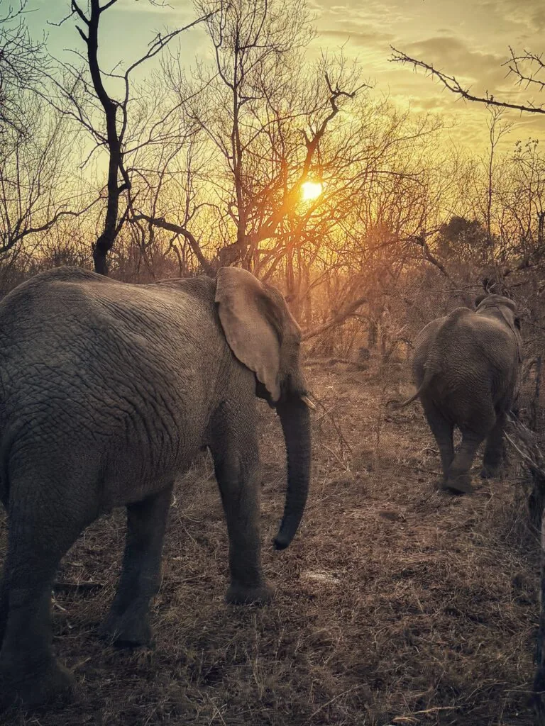 Kapama Karula, Südafrika