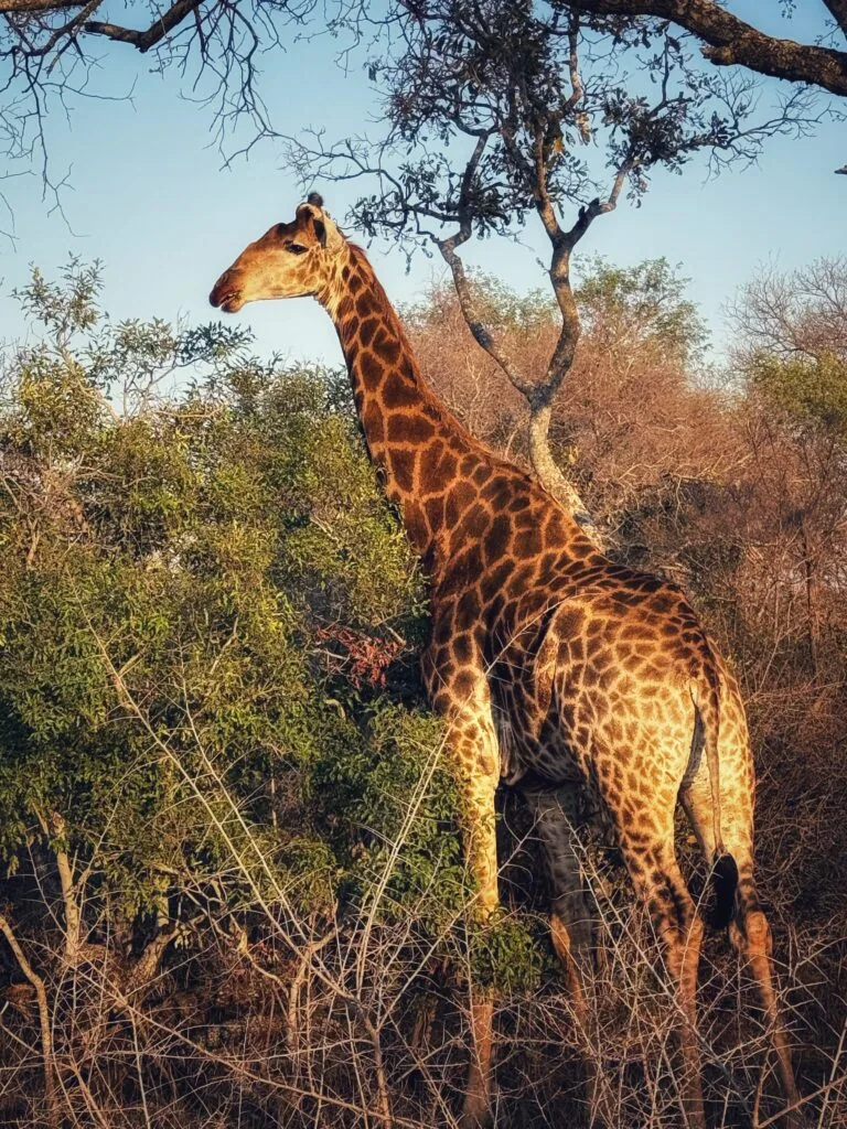 Kapama Karula, Südafrika