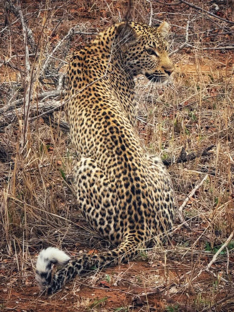 Kapama Karula, Südafrika