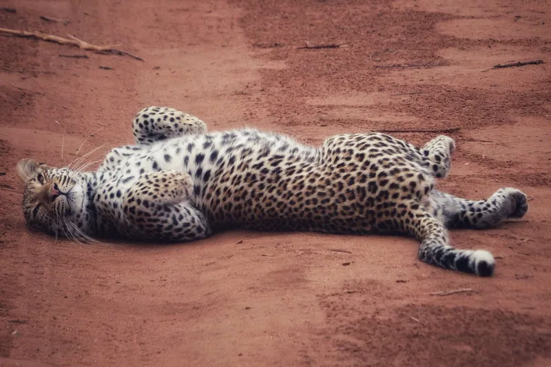Kapama Karula, Südafrika