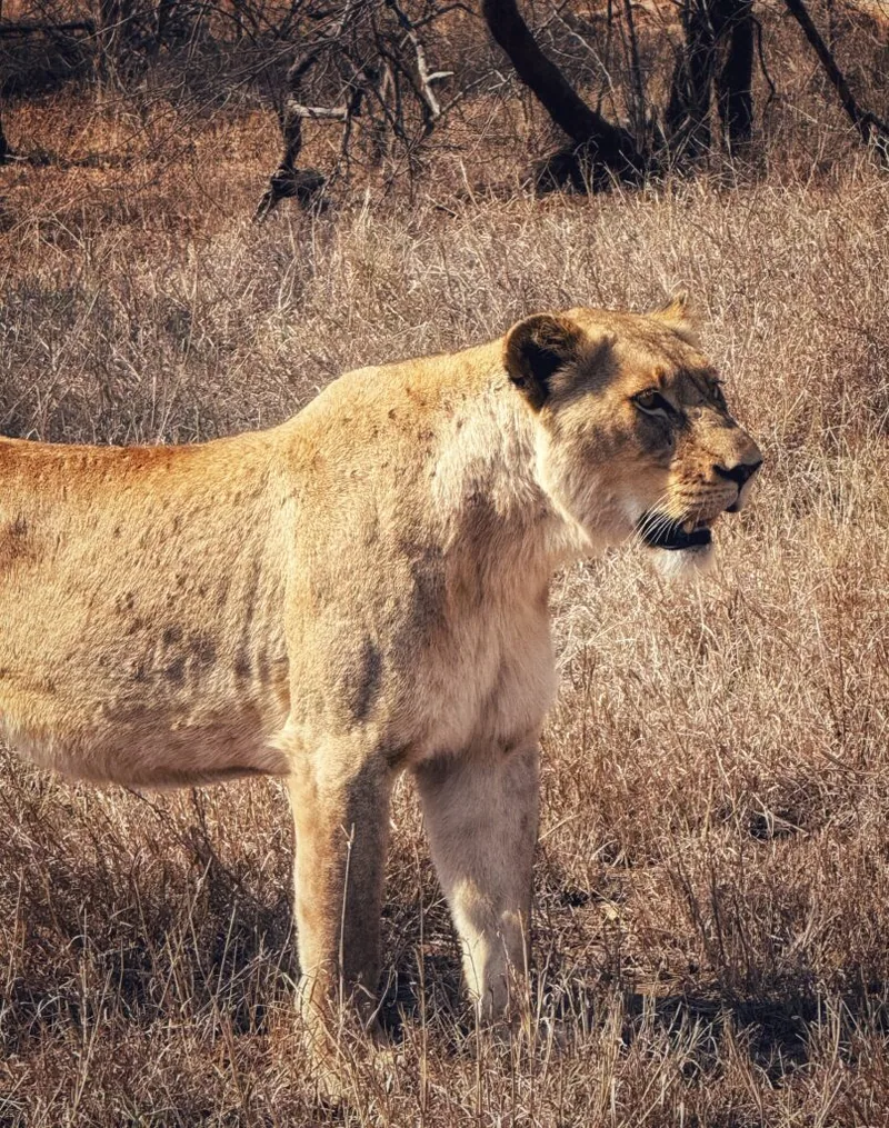 Kapama Karula, Südafrika