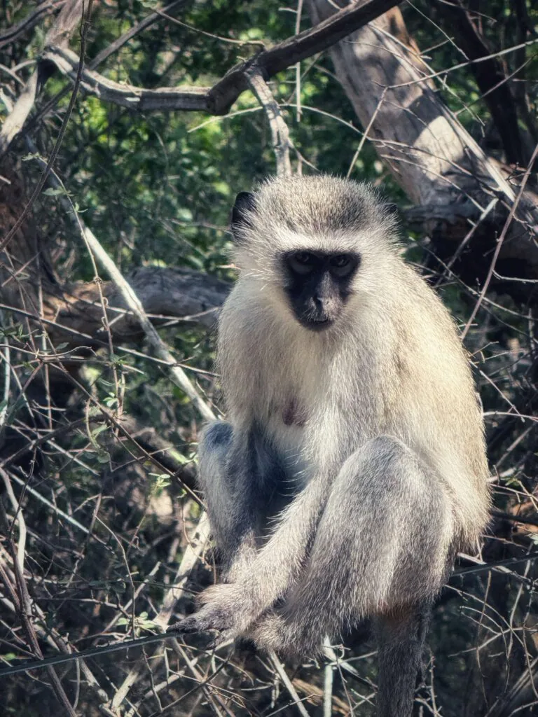 Kapama Karula, Südafrika