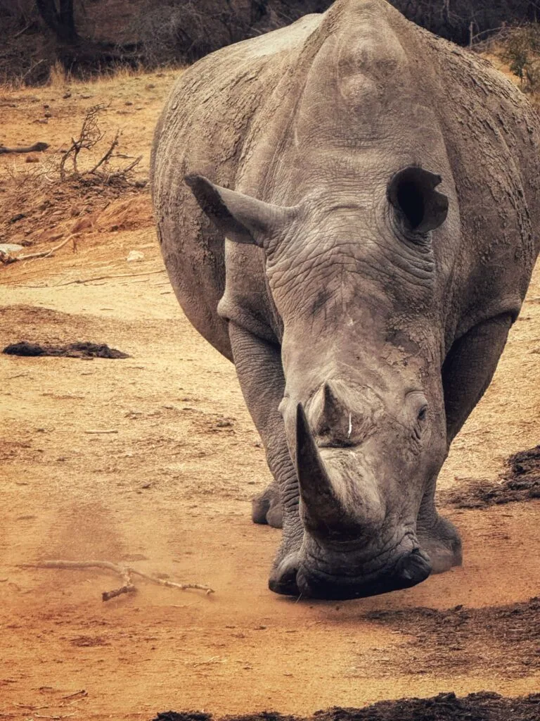 Kapama Karula, Südafrika