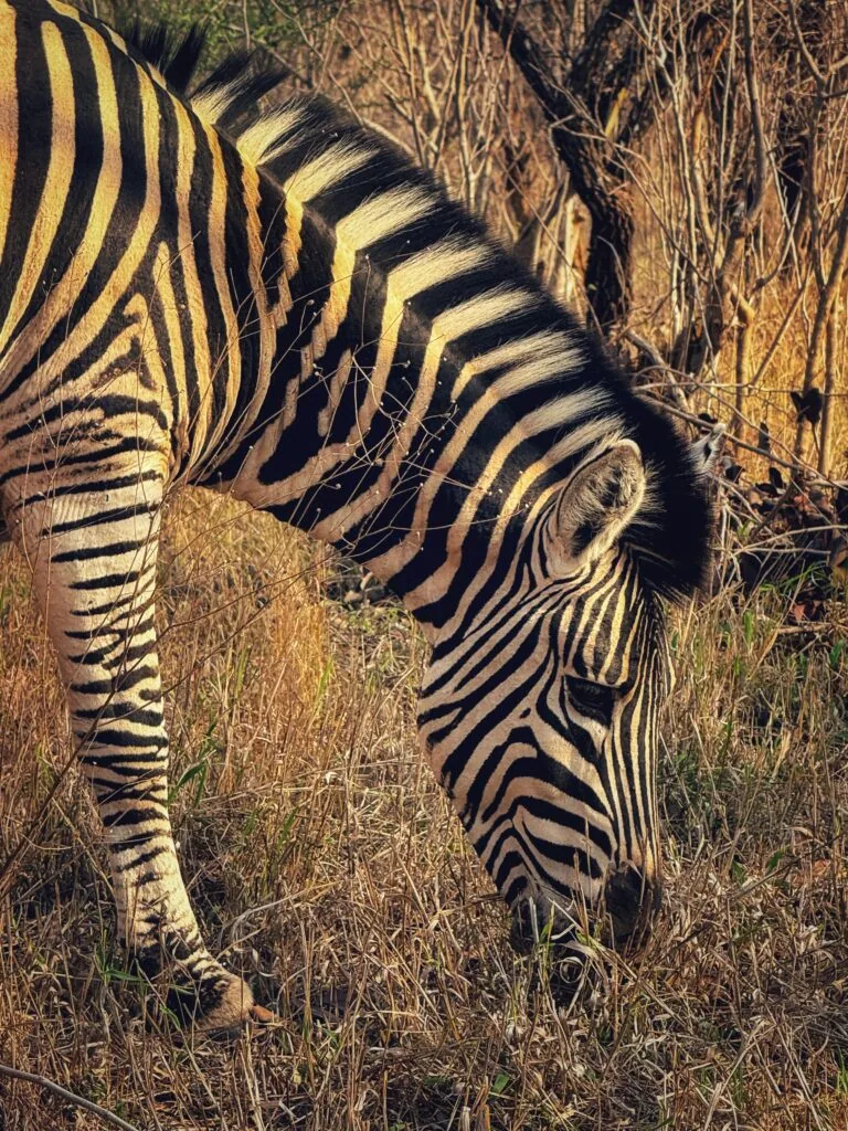 Kapama Karula, Südafrika